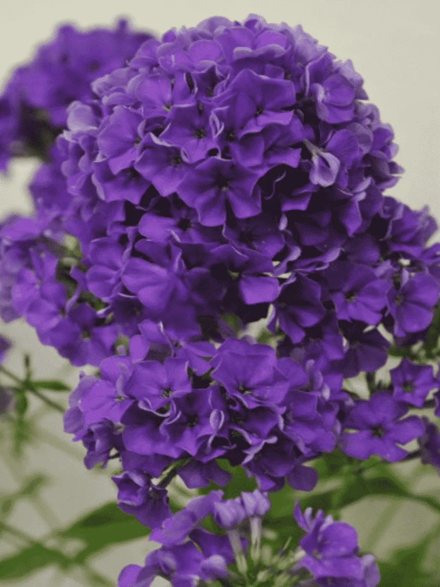 Флокс метельчатый Гардемарин