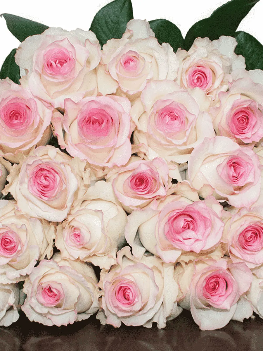 Роза чайно-гибридная Mandala