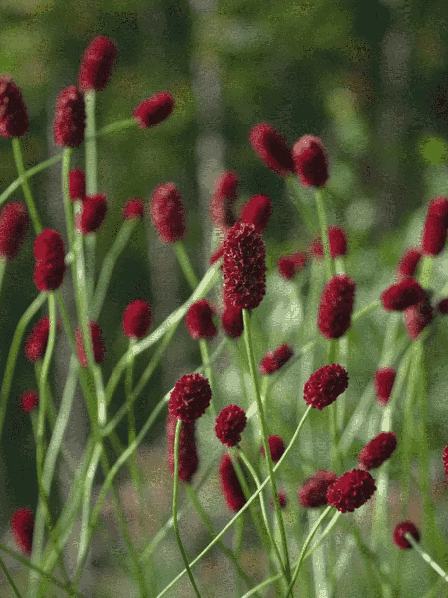 Кровохлебка  Beetlewings