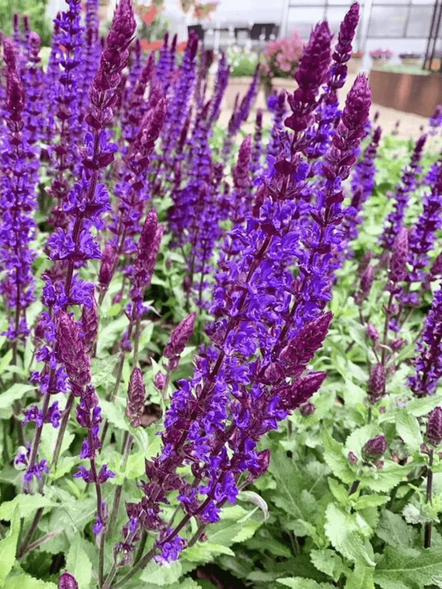 Шалфей дубравный Salvatore Blue