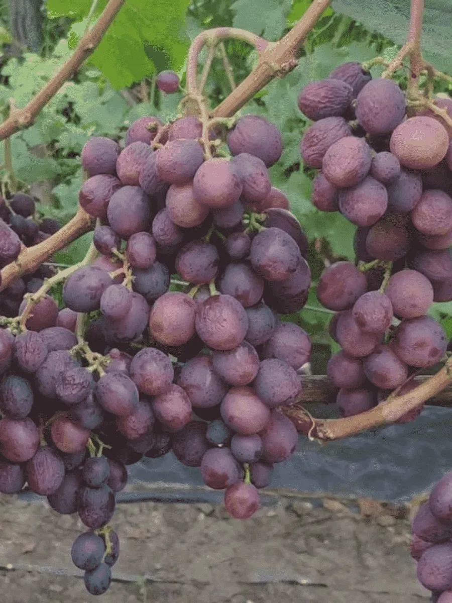 Виноград культурный Али-Баба
