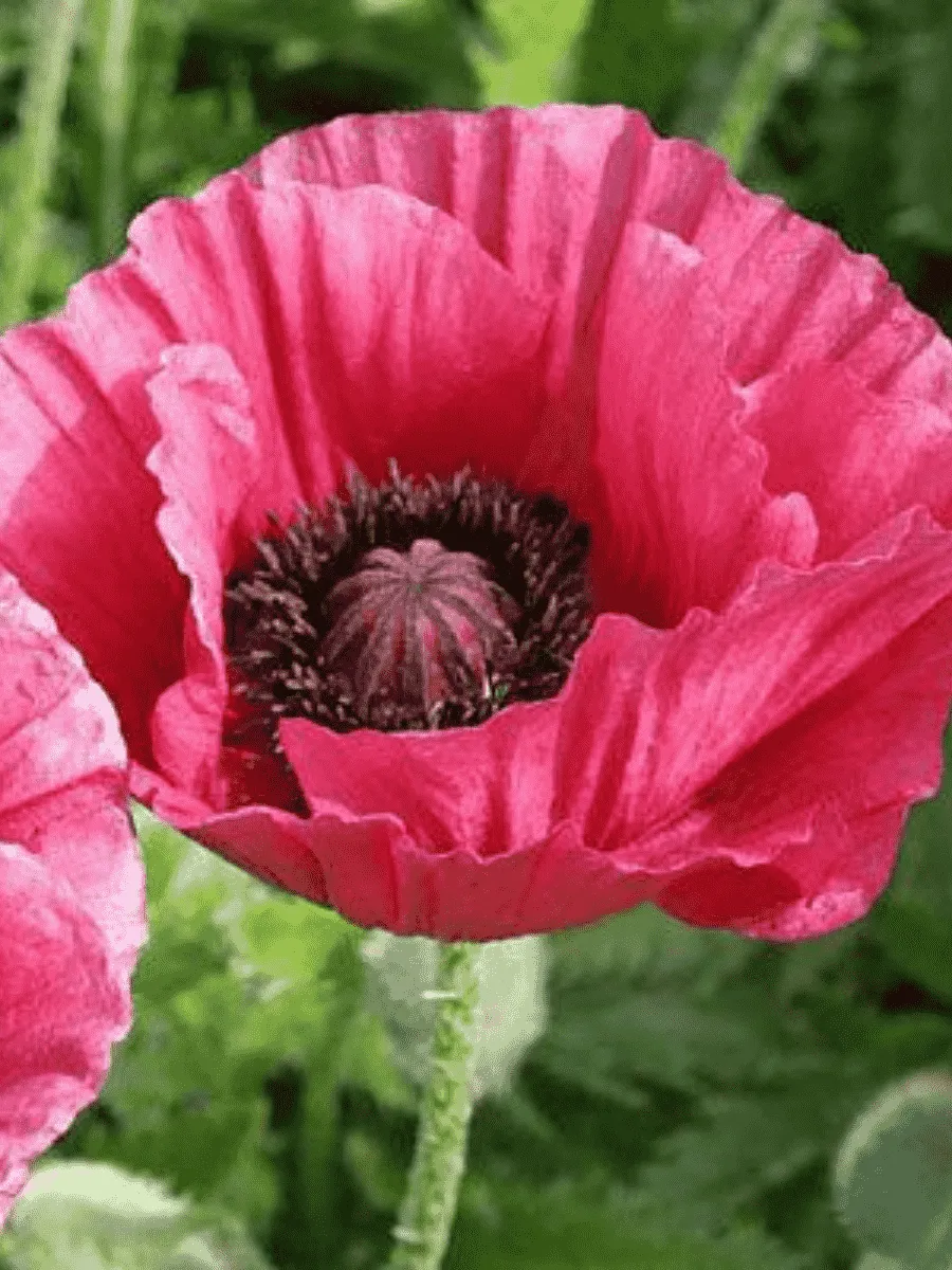 Мак восточный Marlene