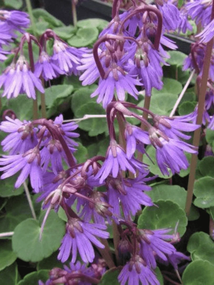 Сольданелла