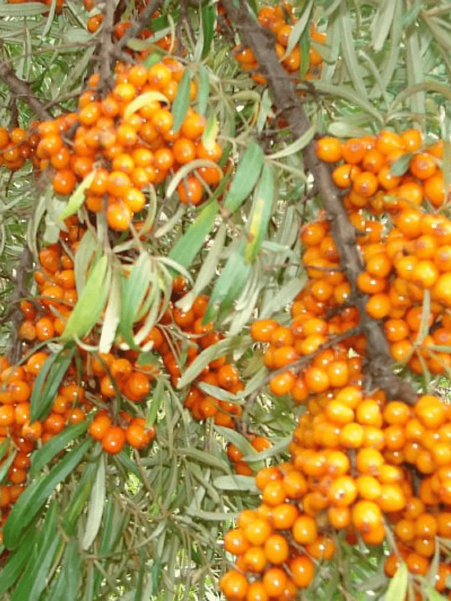 Облепиха превосходная