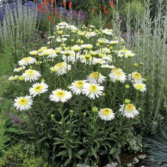 Нивяник наибольший Real Glory