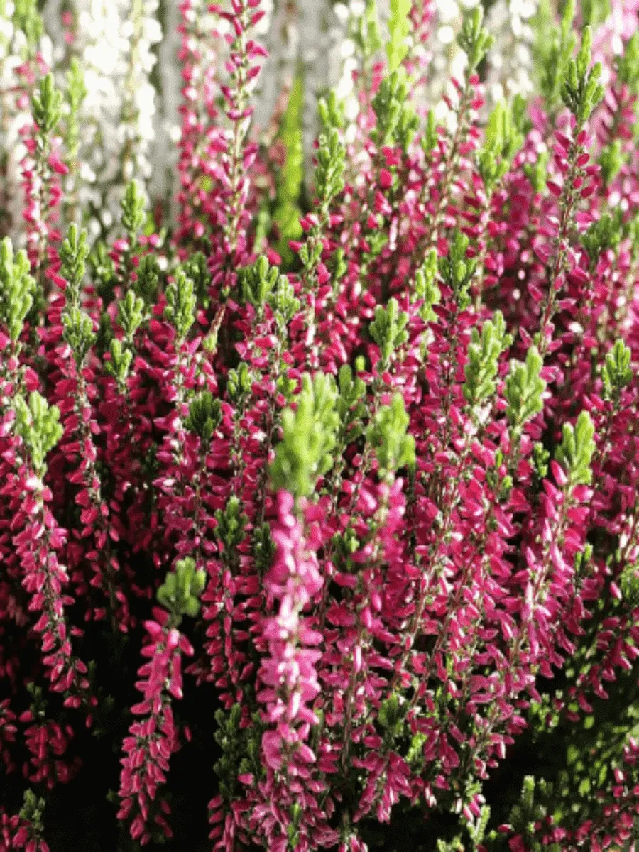 Вереск обыкновенный Pink Bettina