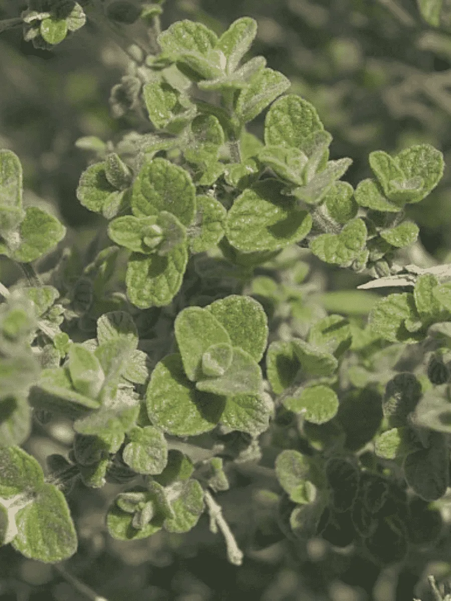 Душица сирийская Zaatar