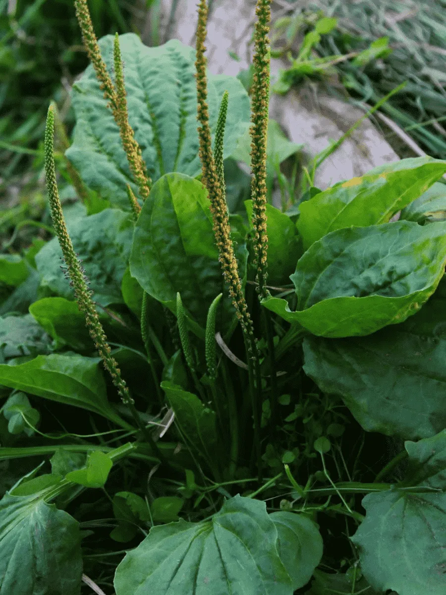 Подорожник