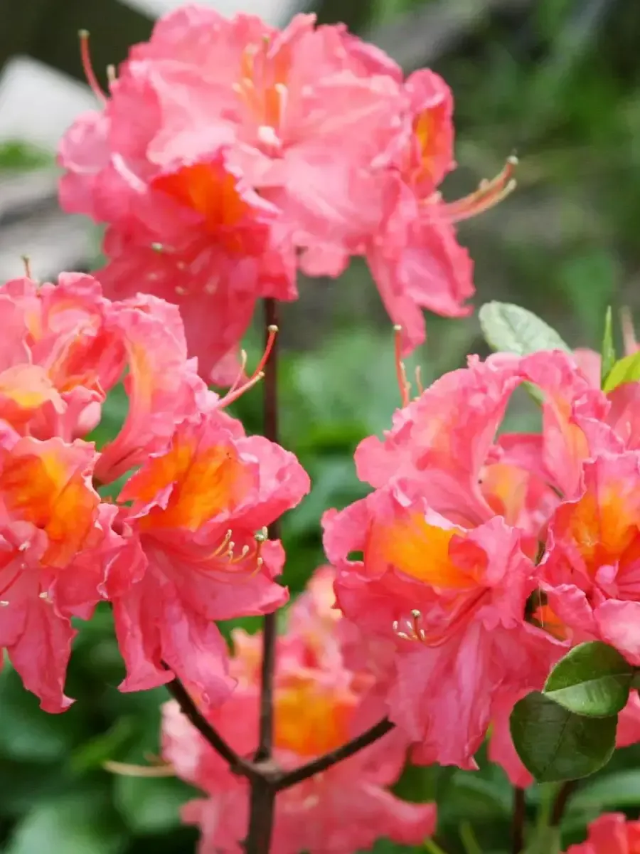 Азалия крупноцветковая Juanita