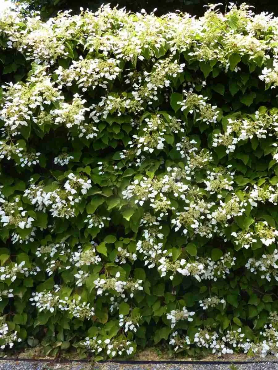 Схизофрагма