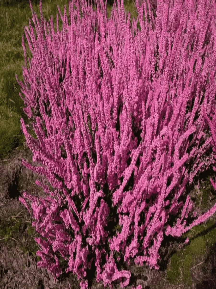 Вереск обыкновенный Mary Ann