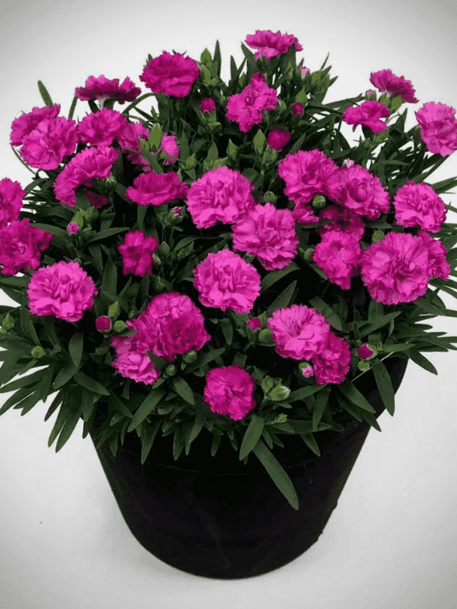 Гвоздика садовая BFF Purple