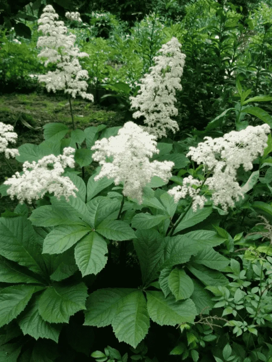 Роджерсия перистая White