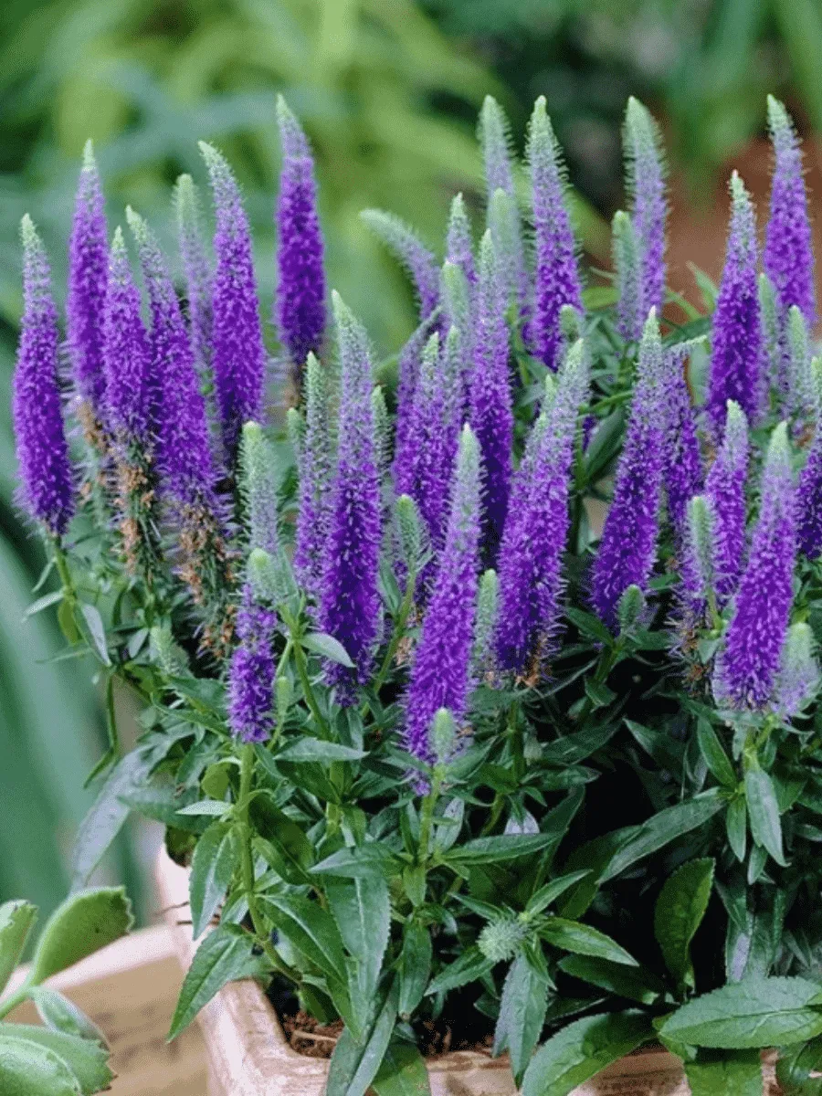 Вероника колосистая Ulster Dwarf Blue