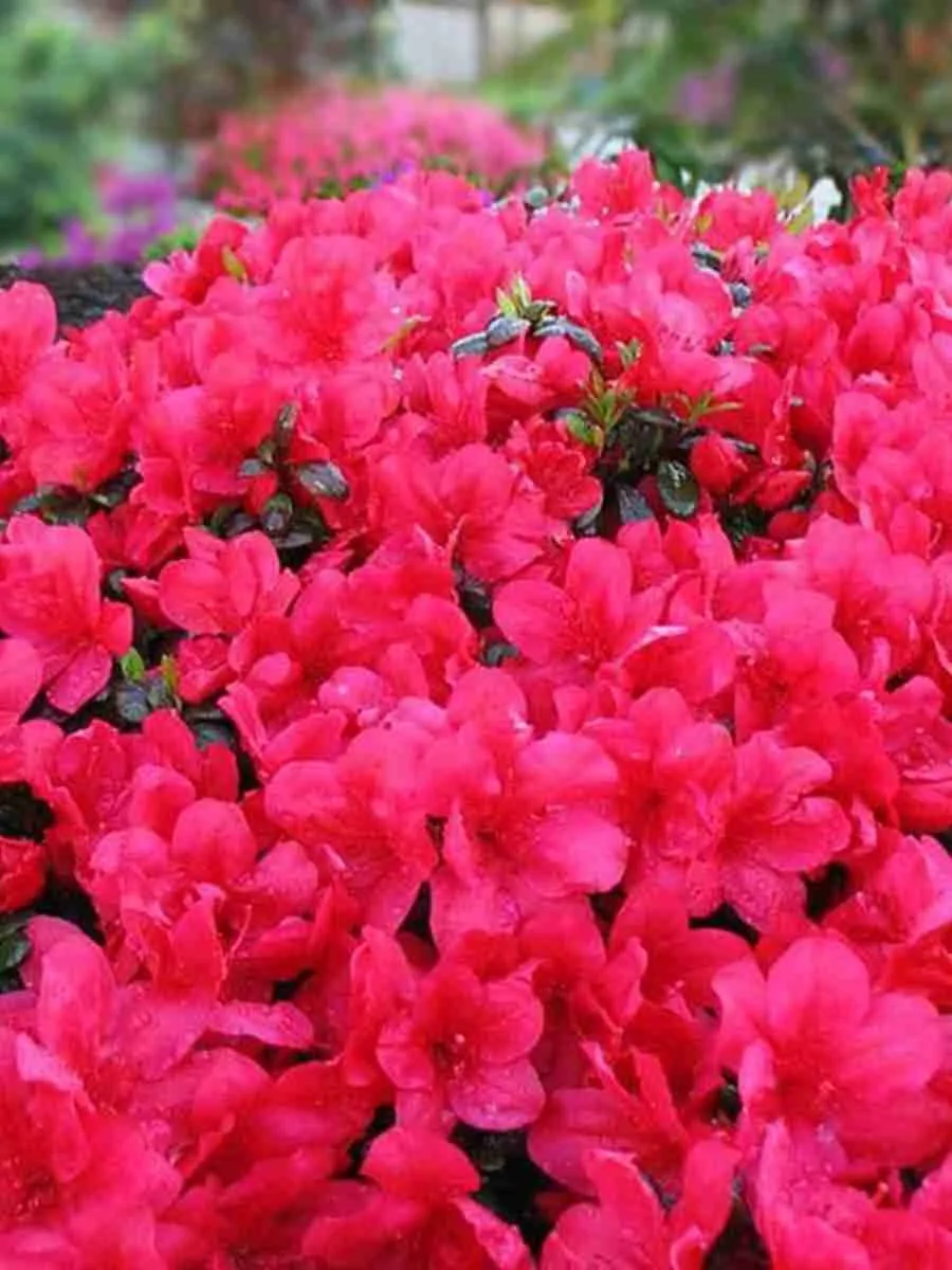 Азалия японская Toreador