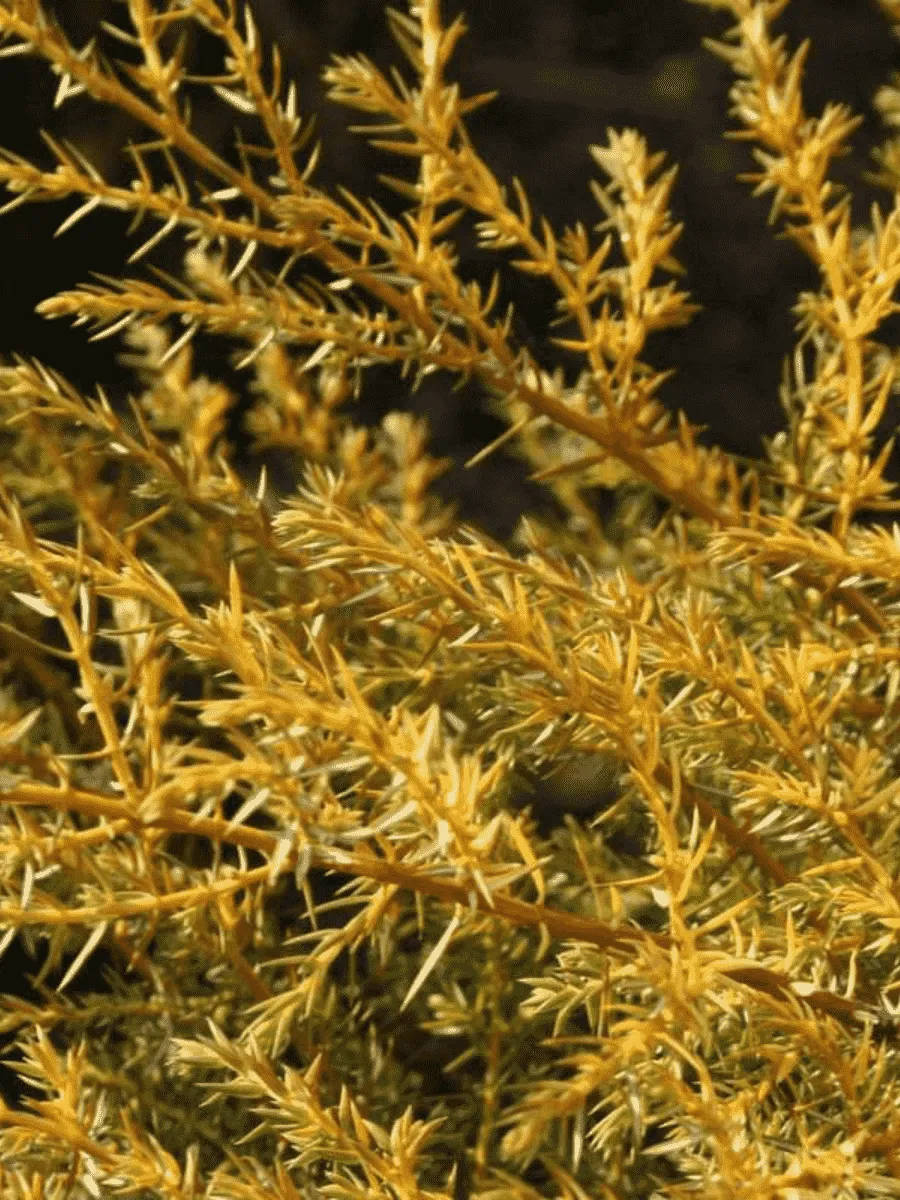 Можжевельник обыкновенный Depressa Aurea