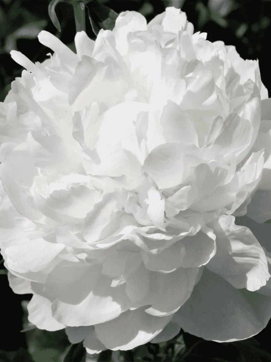 Пион Молочноцветковый White