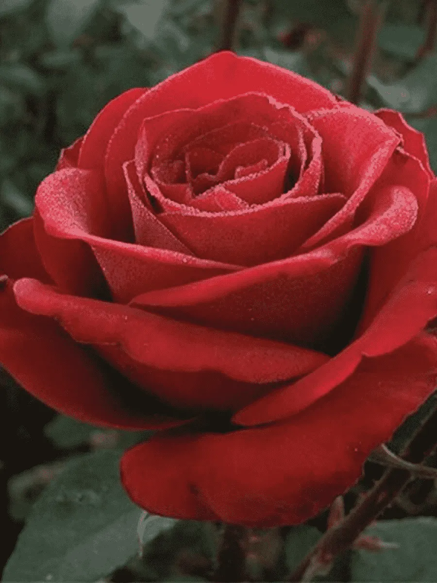 Роза грандифлора Samourai