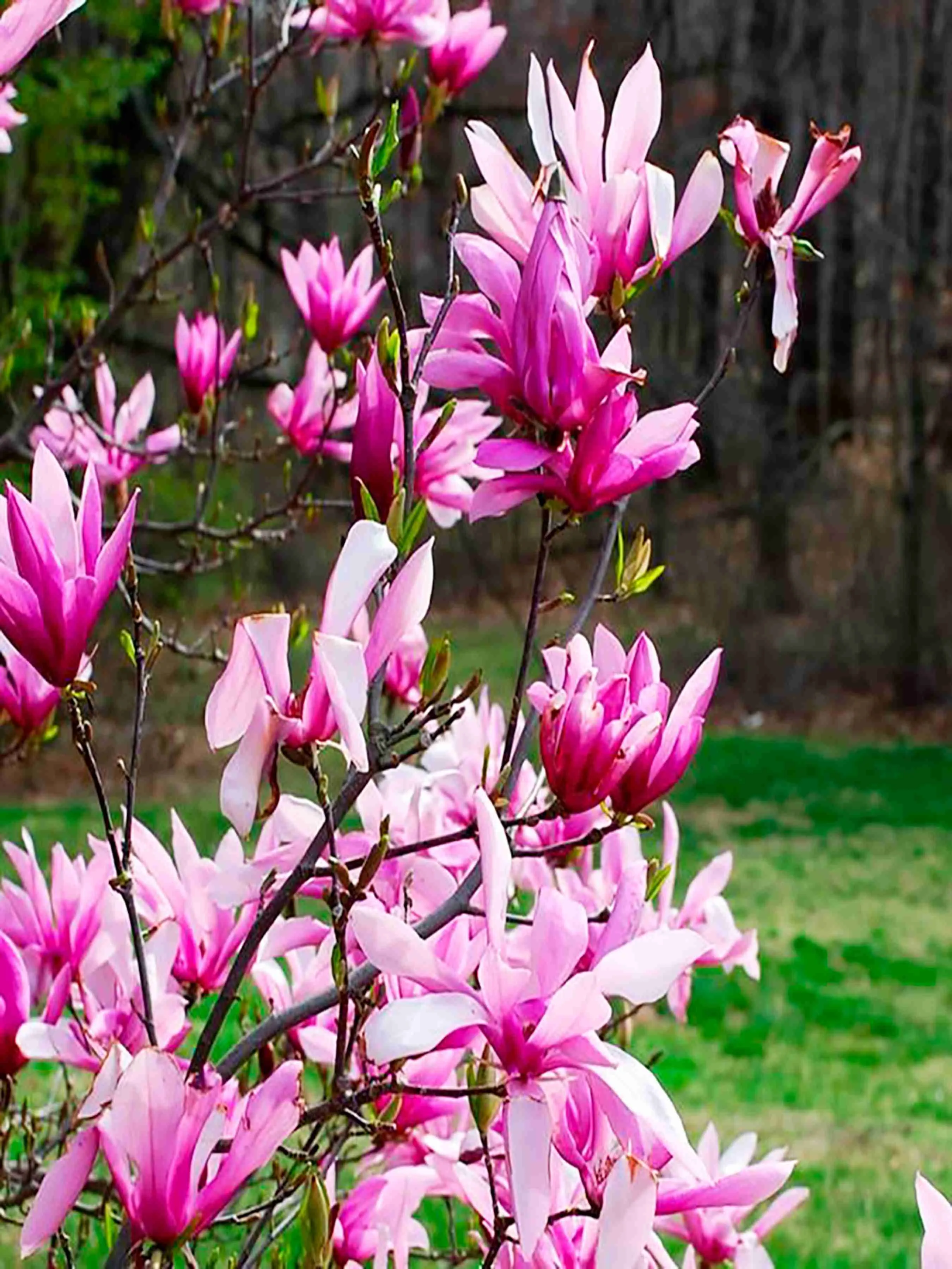 Магнолия гибридная Бетти