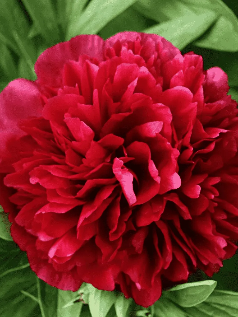 Пион Молочноцветковый  Double Red