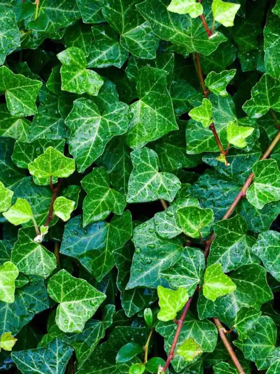 Плющ обыкновенный Plattensee