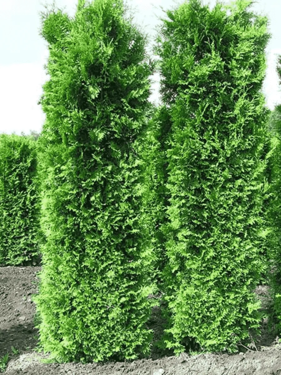 Туя западная King of Brabant