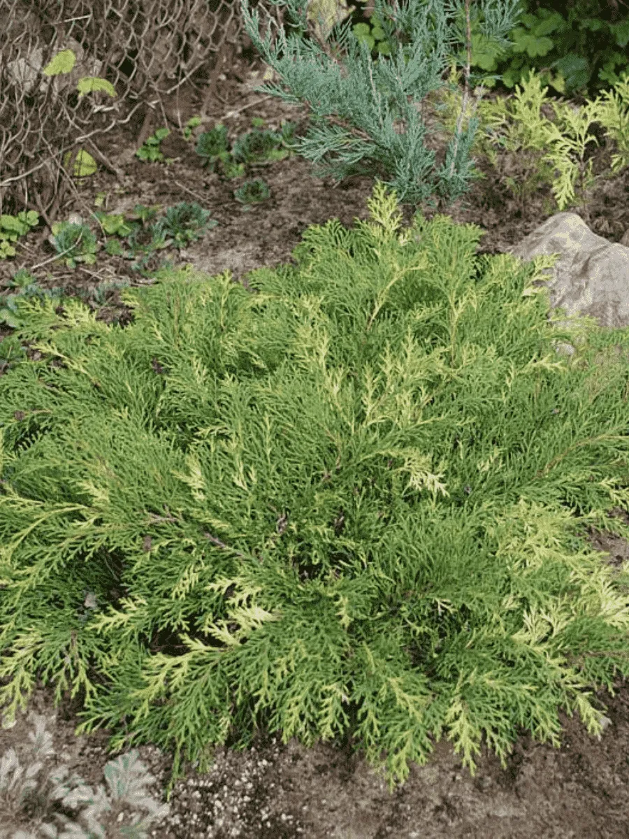 Микробиота перекрестнопарная Gold Spot