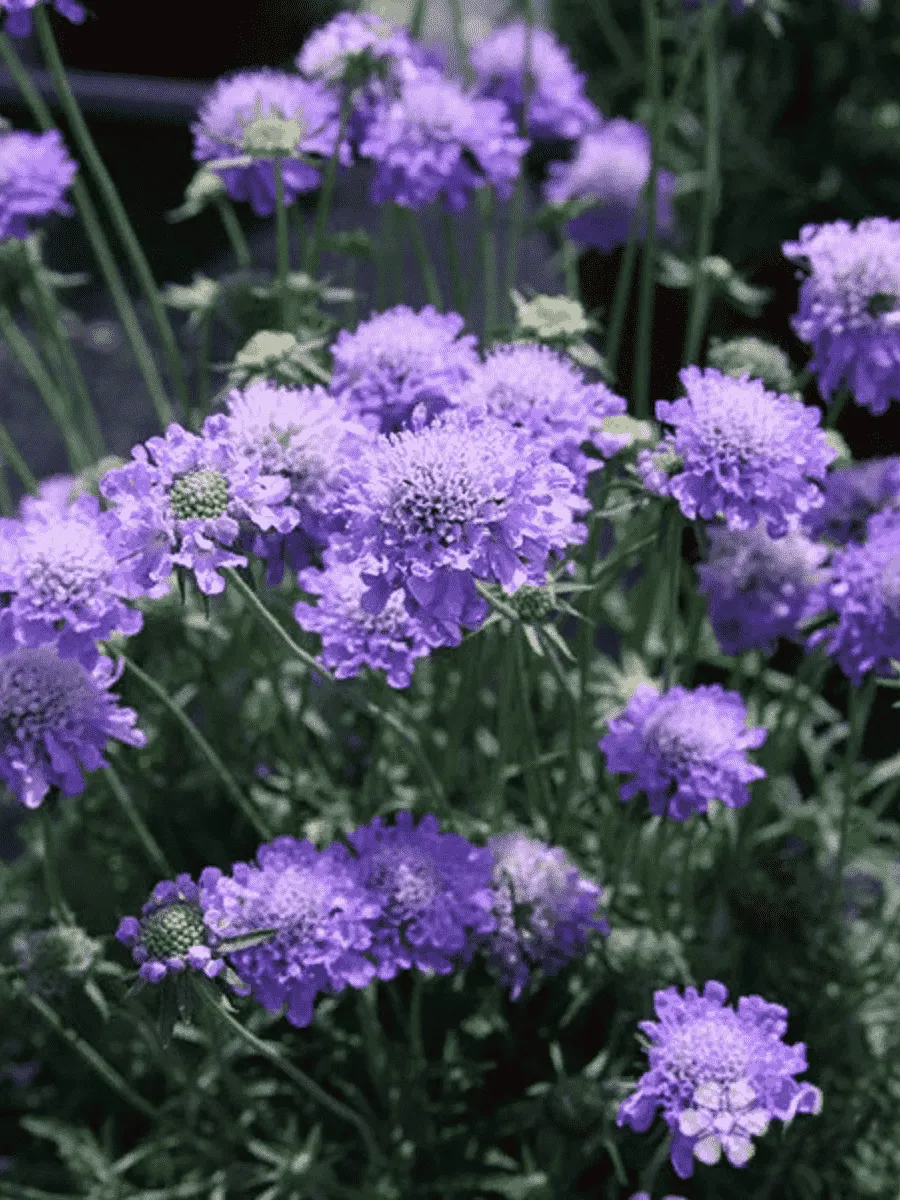 Скабиоза  японская Ritz Blue