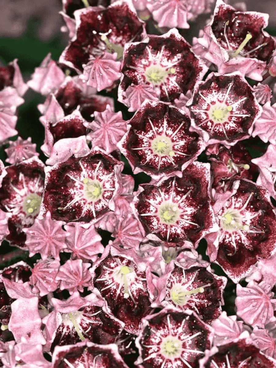 Кальмия широколистная Latchmin