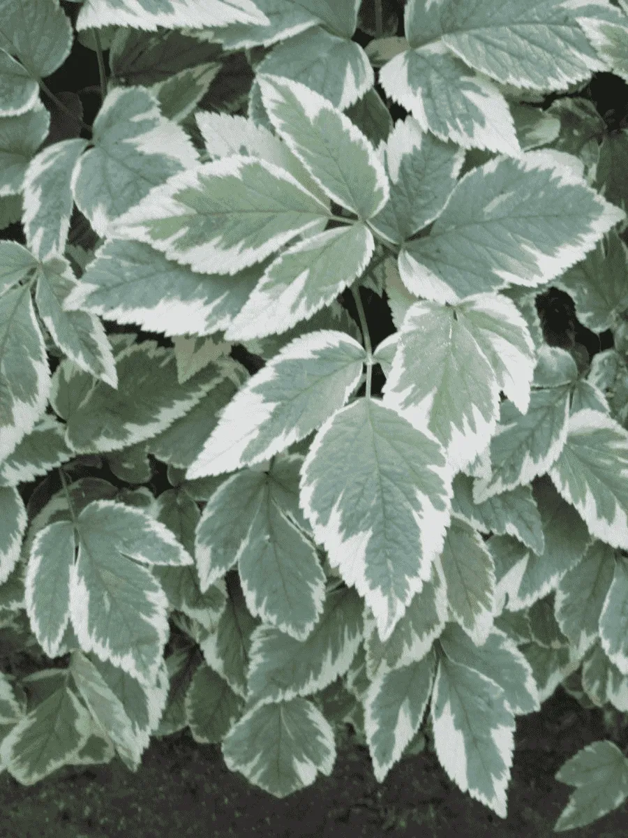 Сныть пестролистная Variegata