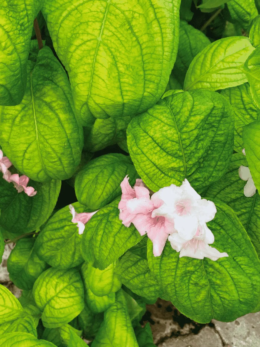 Вейгела цветущая Lime Monster