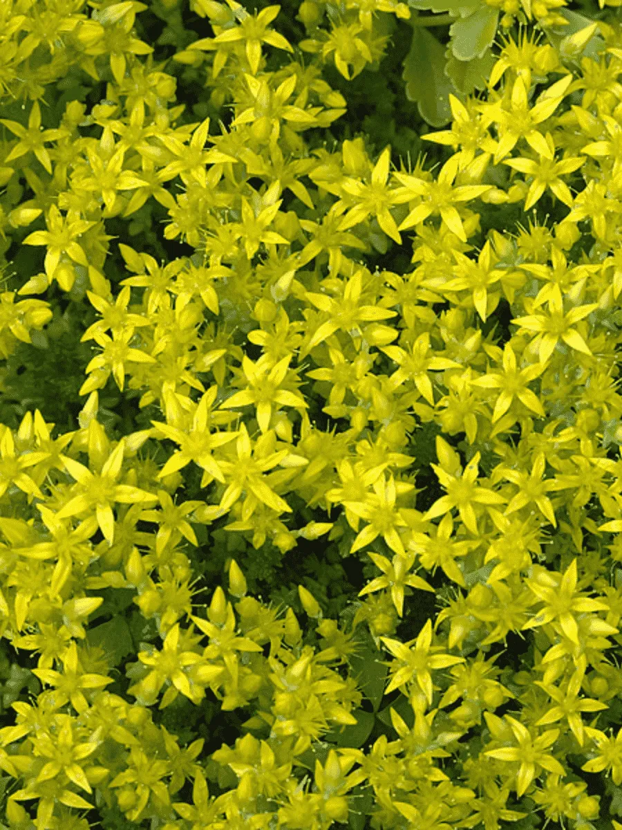 Очиток едкий Oktoberfest