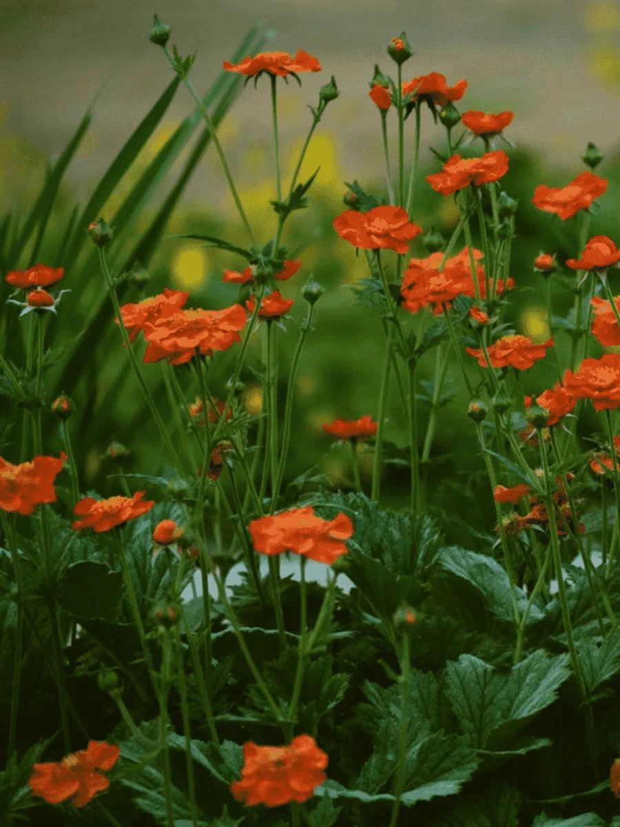 Гравилат ярко-красный Cosmopolitan