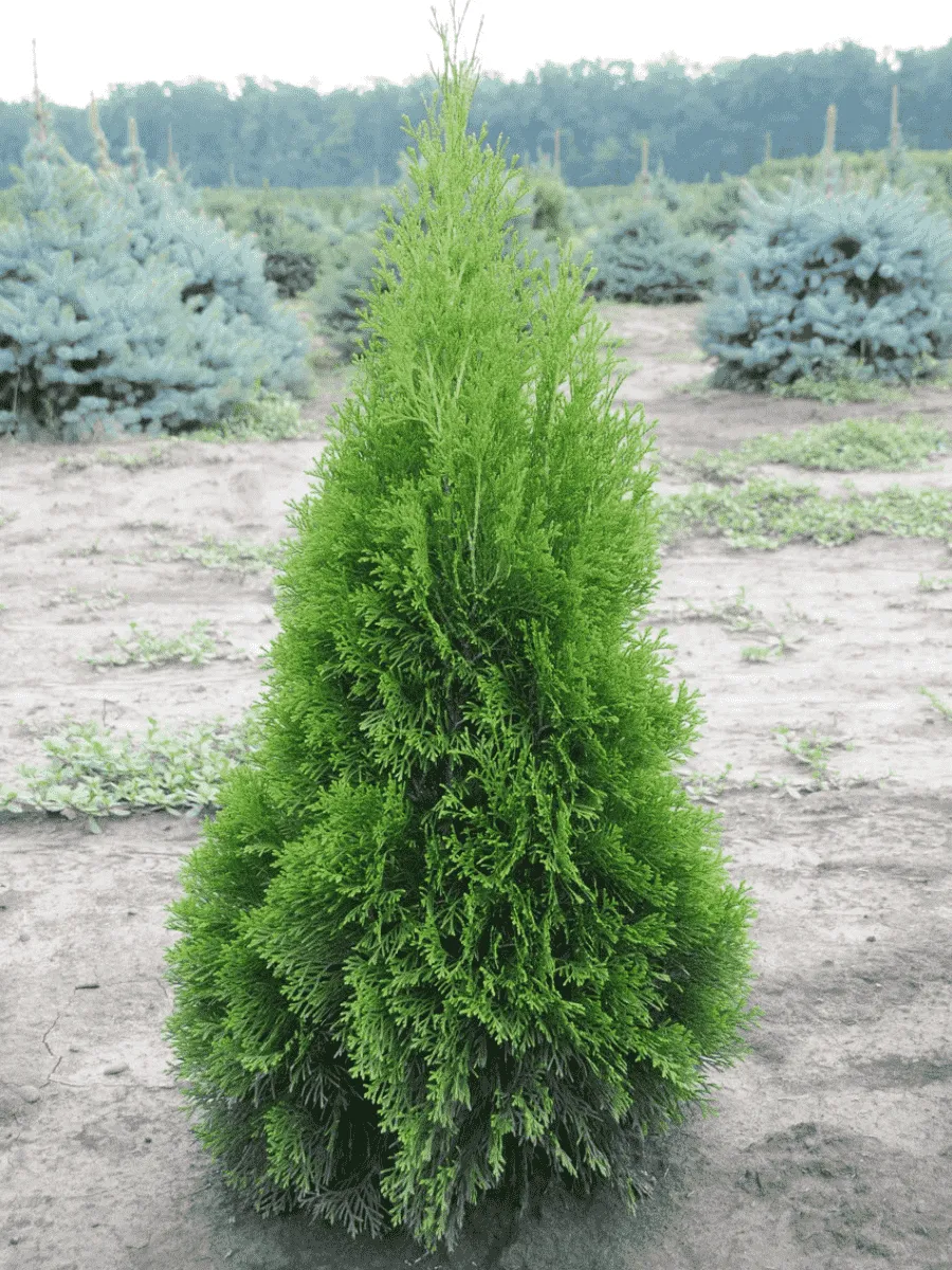 Туя западная