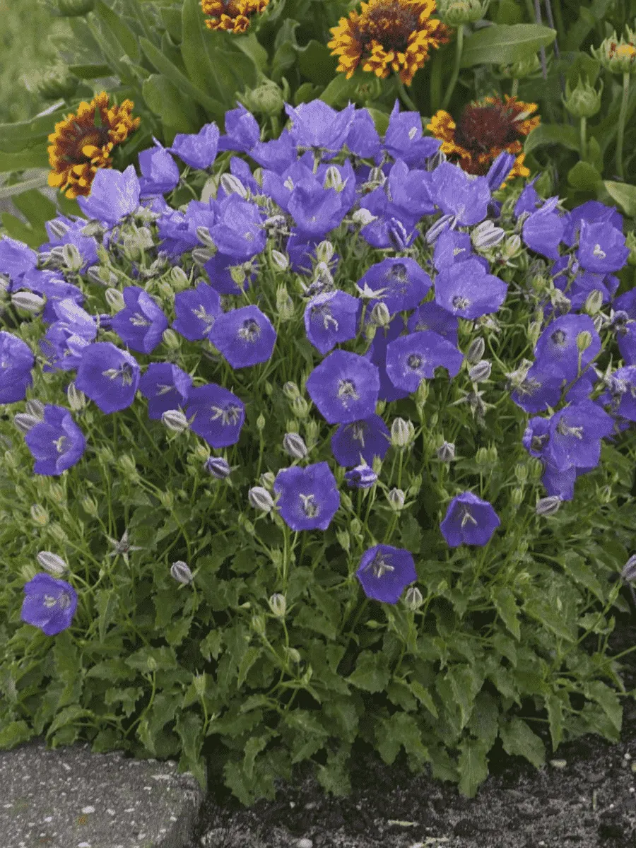 Колокольчик карпатский Perla Blue