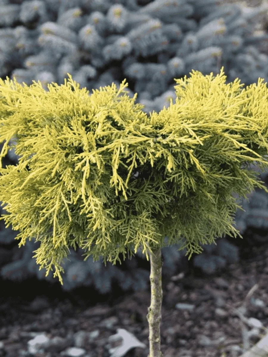 Можжевельник китайский Kuriwao Gold на штамбе 40-60