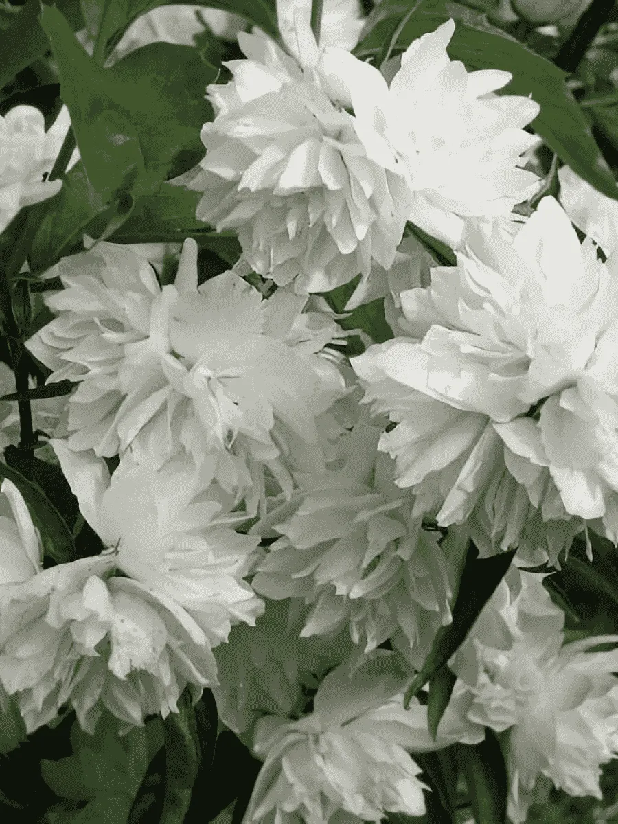 Чубушник венечный Жемчуг