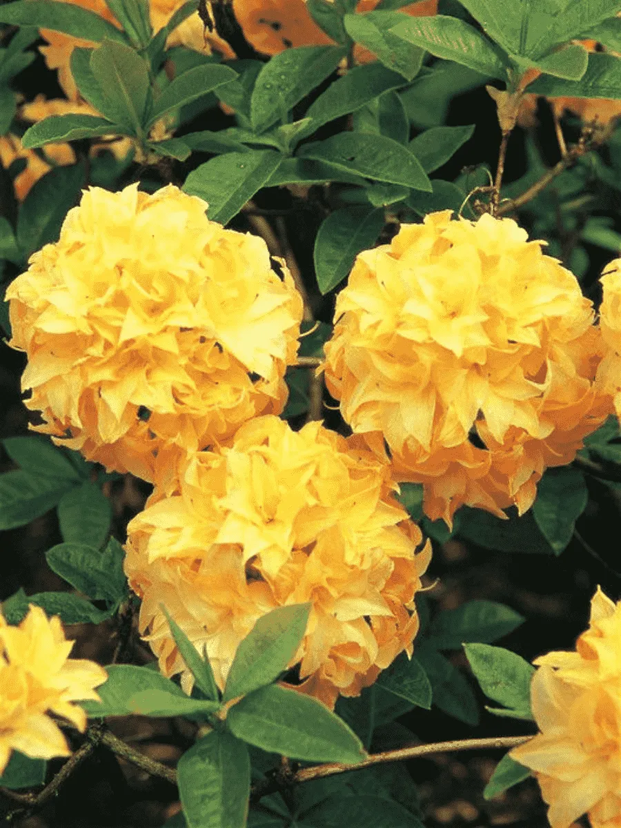 Азалия крупноцветковая Yellow Pom Pom