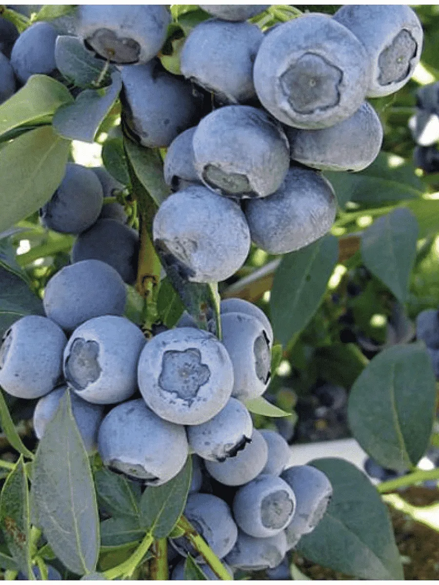 Голубика Concorde