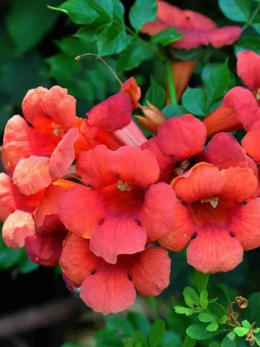 Кампсис укореняющийся Gabor