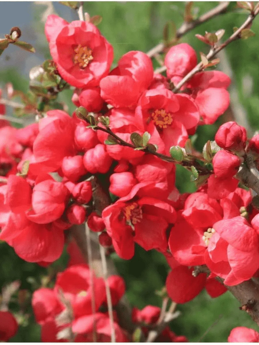 Айва превосходная Red Trail