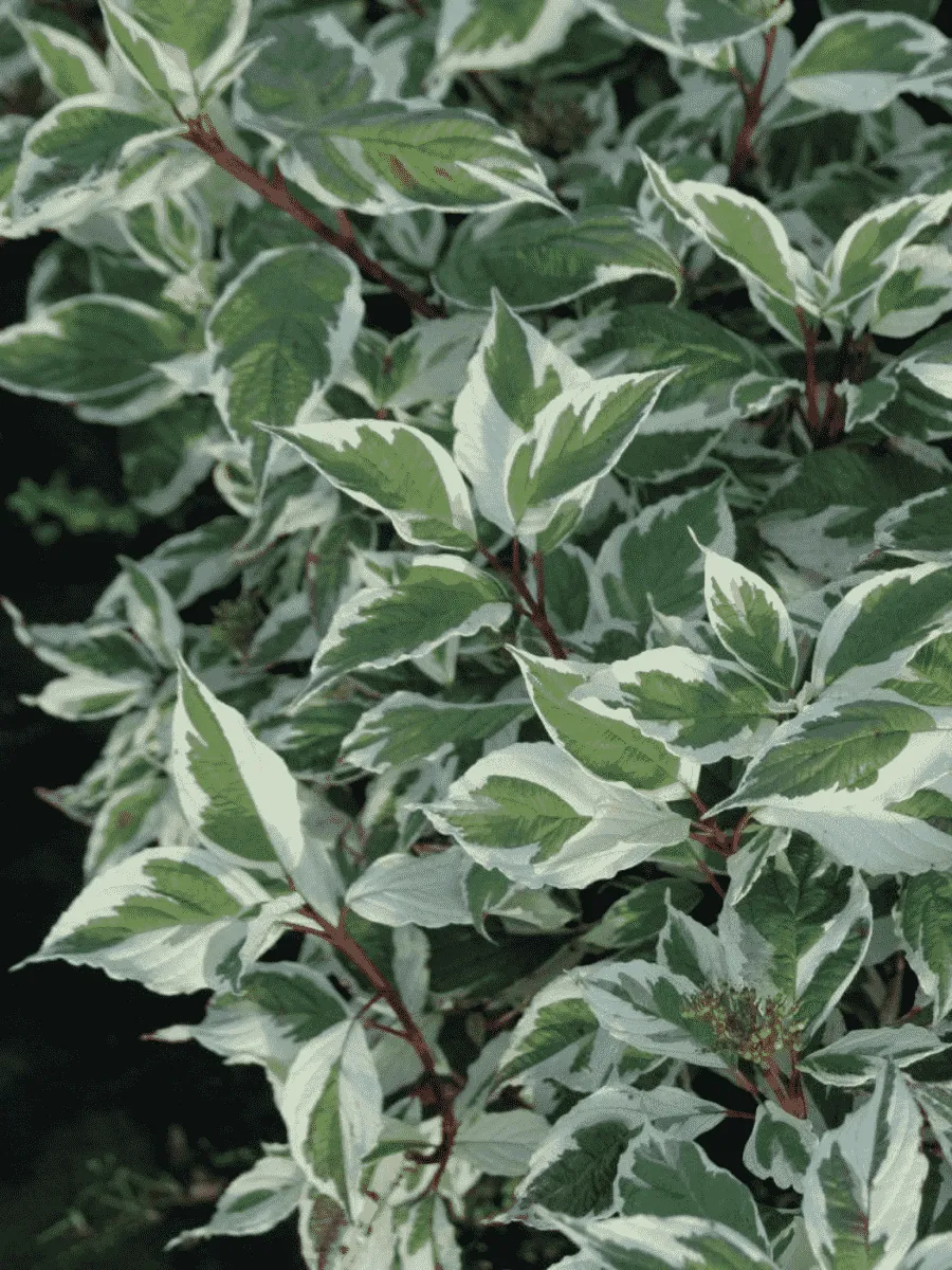 Дерен белый Sibirica Variegata