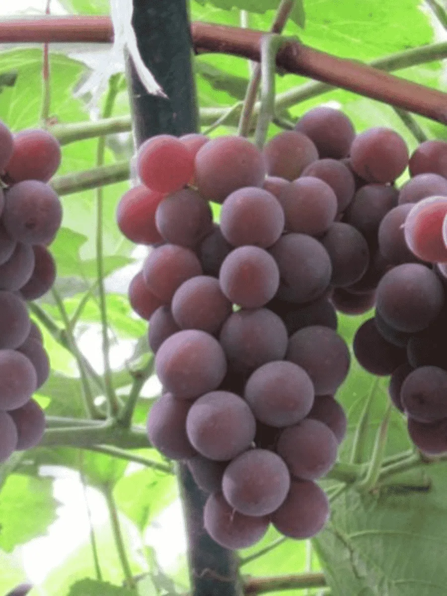 Виноград культурный Русский конкорд