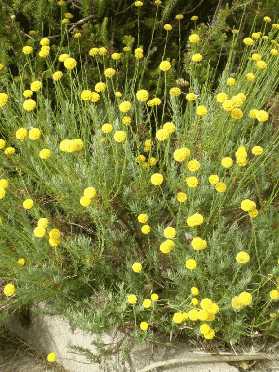 Сантолина Rosmarinifolia