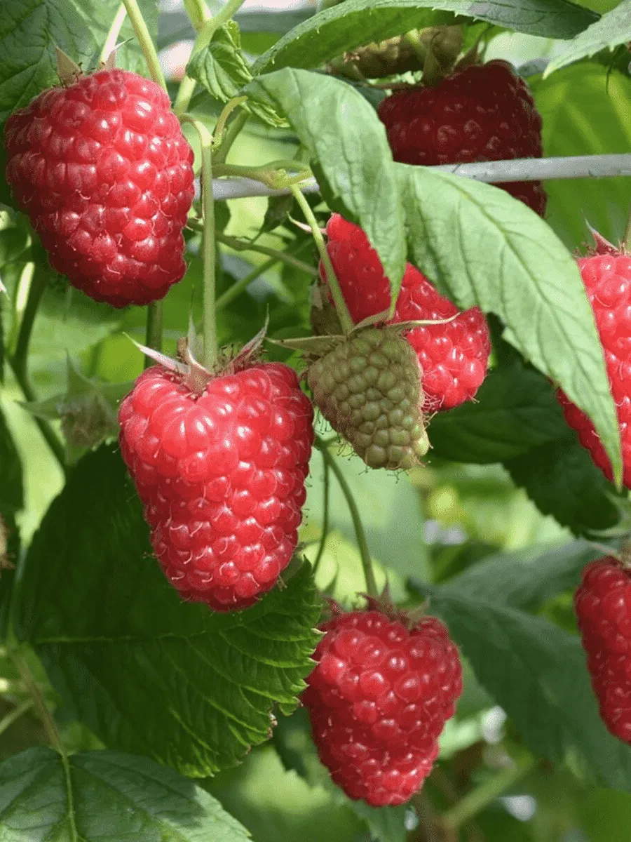 Малина ремонтантная Маравилла