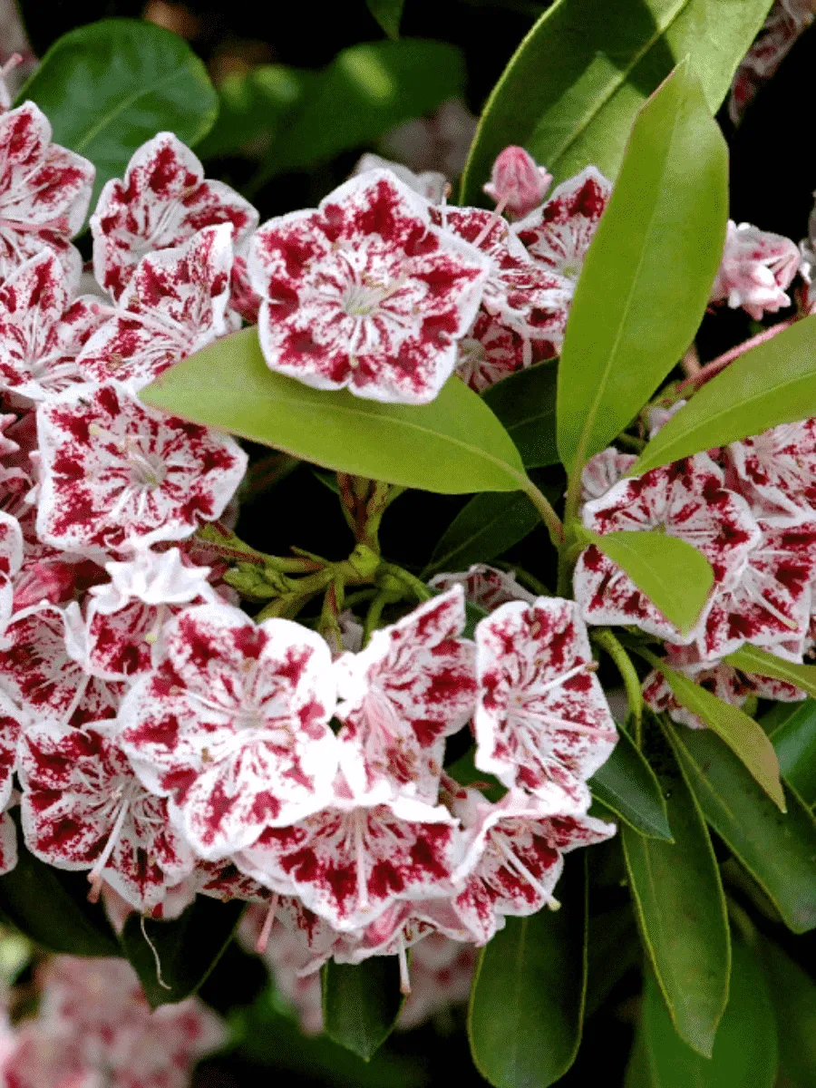 Кальмия широколистная Windmill