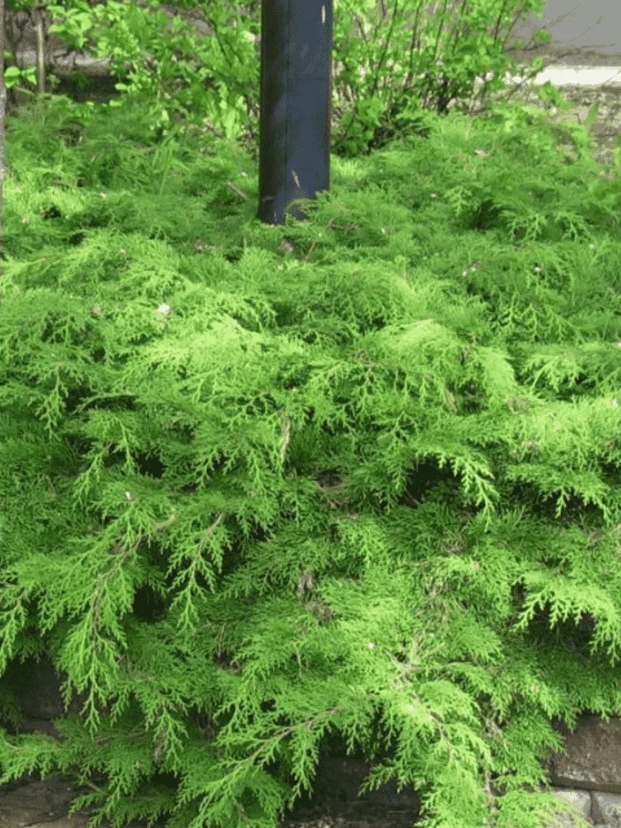 Микробиота перекрестнопарная Green Carpet