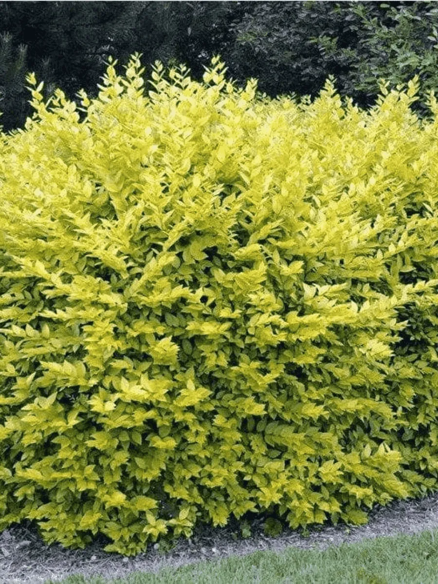 Бирючина овальнолистная Aureum