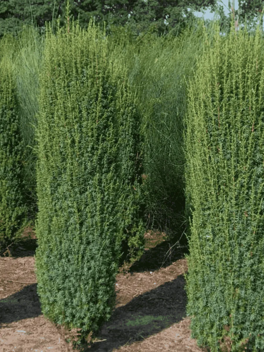 Можжевельник обыкновенный Hibernica