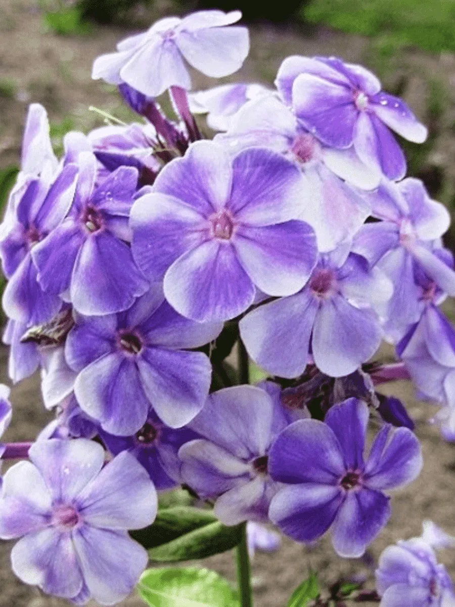 Флокс метельчатый Вечерняя Гжель